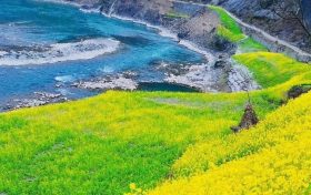 春天里的宁强： 油菜花开美如画缩略图