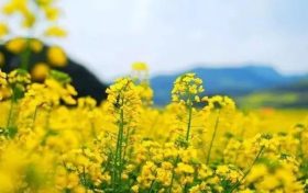 超美!汉中油菜花海美景醉人,快来隔屏感受春天的气息~缩略图 超美!汉中油菜花海美景醉人,快来隔屏感受春天的气息~缩略图