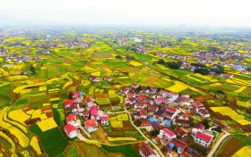 2022中国最美油菜花海汉中旅游文化节正式启动缩略图 2022中国最美油菜花海汉中旅游文化节正式启动缩略图