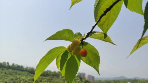 汉中樱桃沟樱桃啥时候成熟？实地探访为你解答插图