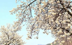 宁强县七盘关:花争艳 春意浓缩略图 宁强县七盘关:花争艳 春意浓缩略图