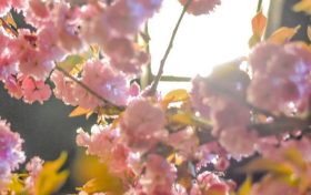 春天如何避开花粉过敏缩略图 春天如何避开花粉过敏缩略图