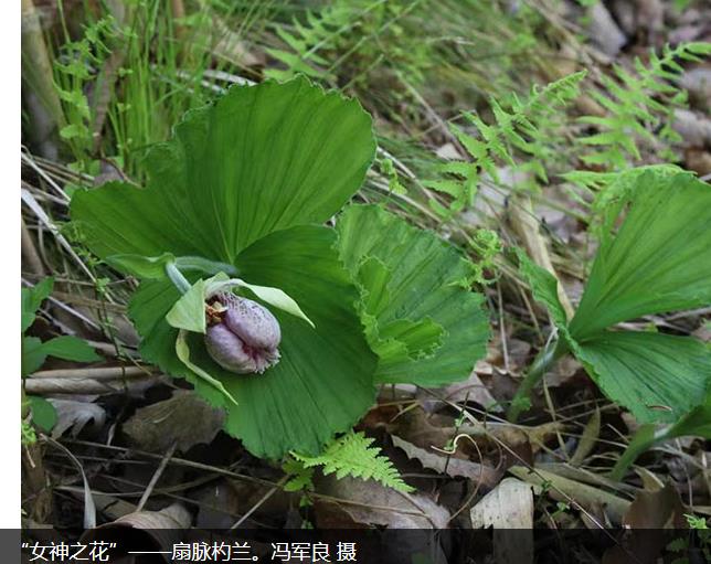 陕西太白发现国家二级保护植物——“女神之花”扇脉杓兰插图