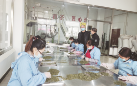 宁强春茶抽检合格率100%缩略图 宁强春茶抽检合格率100%缩略图