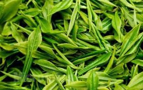 为什么说喝春茶没必要“洗茶”?缩略图 为什么说喝春茶没必要“洗茶”?缩略图