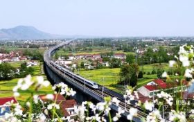 陕西汉中:高铁穿越油菜花海风景如画缩略图 陕西汉中:高铁穿越油菜花海风景如画缩略图
