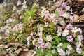 罕见！勉县发现濒危珍稀植物陕西羽叶报春缩略图