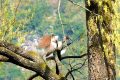 镇巴县境内发现国家一级保护动物—朱鹮缩略图