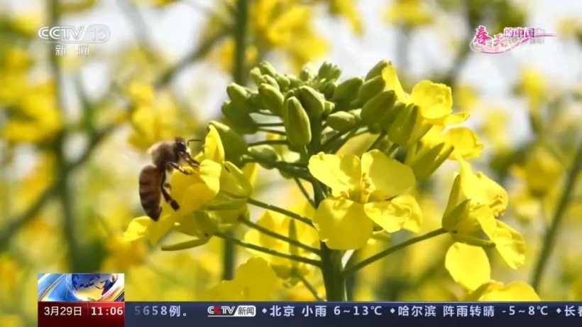 醉美拍点推荐 | 壮美！陕西南郑油菜花海登陆央视新闻“春天里的中国”插图28