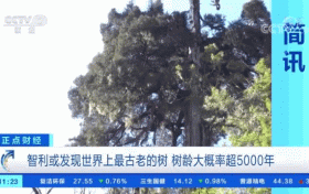 世界上最古老的树?树龄或超5000年!长这样→缩略图 世界上最古老的树?树龄或超5000年!长这样→缩略图