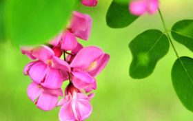 解码二十四节气 立夏:薰风迎面万物秀缩略图 解码二十四节气 立夏:薰风迎面万物秀缩略图