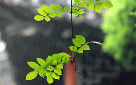 汉中这些地方雨天别有风情,总有一处深得你心!缩略图 汉中这些地方雨天别有风情,总有一处深得你心!缩略图