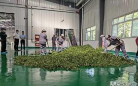 陕南最大黑毛茶生产基地落户汉中勉县缩略图 陕南最大黑毛茶生产基地落户汉中勉县缩略图