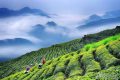 综合产值超300亿元！汉中成为西北地区最大的茶产业生产基地缩略图