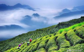 综合产值超300亿元!汉中成为西北地区最大的茶产业生产基地缩略图 综合产值超300亿元!汉中成为西北地区最大的茶产业生产基地缩略图
