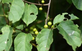 夏季被毒蛇咬伤怎么办?十个问答帮你应对缩略图 夏季被毒蛇咬伤怎么办?十个问答帮你应对缩略图