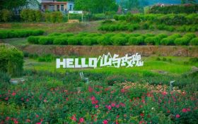 当端午遇上花海，汉中的夏日浪漫就在这里！缩略图