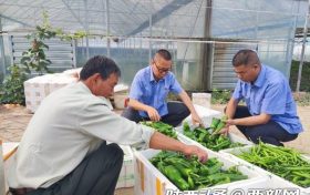 汉中车务段:育出“有机菜” 托起“致富梦”缩略图 汉中车务段:育出“有机菜” 托起“致富梦”缩略图