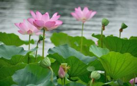 温风至,小暑来,长夏至此盛缩略图 温风至,小暑来,长夏至此盛缩略图