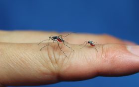 蚊子更爱叮哪些人缩略图 蚊子更爱叮哪些人缩略图
