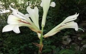 陕西秦岭首次发现国家二级重点保护野生植物荞麦叶大百合!缩略图 陕西秦岭首次发现国家二级重点保护野生植物荞麦叶大百合!缩略图
