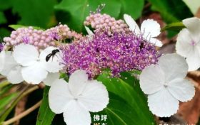 汉中佛坪首次发现秦岭山中最神秘的花！缩略图