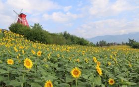 汉台百亩向日葵花海怒放!免费打卡缩略图 汉台百亩向日葵花海怒放!免费打卡缩略图