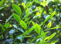 陕西茶行业“十佳”出炉 汉中再获佳绩!缩略图 陕西茶行业“十佳”出炉 汉中再获佳绩!缩略图