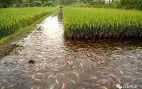 汉台区防御高温干旱天气农业生产主要技术措施看这里→缩略图 汉台区防御高温干旱天气农业生产主要技术措施看这里→缩略图