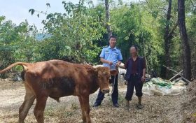 黄牛走失急坏老人 民警连夜找回缩略图 黄牛走失急坏老人 民警连夜找回缩略图