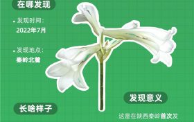 秦岭新物种图鉴:开启生物多样性名场面缩略图 秦岭新物种图鉴:开启生物多样性名场面缩略图