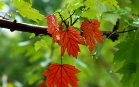 12日陕西有分散性降水天气 大部昼夜温差普遍在10℃左右缩略图 12日陕西有分散性降水天气 大部昼夜温差普遍在10℃左右缩略图