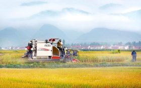 汉中市城固县：又是一个丰收年缩略图