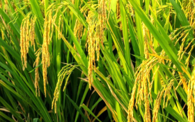 秋收，这个季节城固最美的“丰”景!缩略图