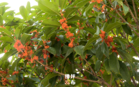 丹桂飘香秋意浓,莫要错过身边的桂花香缩略图 丹桂飘香秋意浓,莫要错过身边的桂花香缩略图