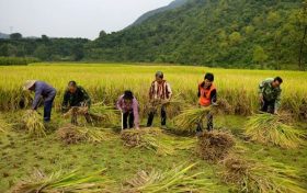 汉中市略阳县:又是一年好“丰”景缩略图 汉中市略阳县:又是一年好“丰”景缩略图