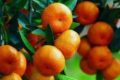 橘子吃多了会变成“小黄人”？关于吃橘子的6个真相缩略图