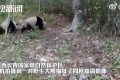 罕见影像！洋县拍到野生大熊猫遛娃高清画面缩略图