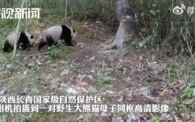 罕见影像!洋县拍到野生大熊猫遛娃高清画面缩略图 罕见影像!洋县拍到野生大熊猫遛娃高清画面缩略图