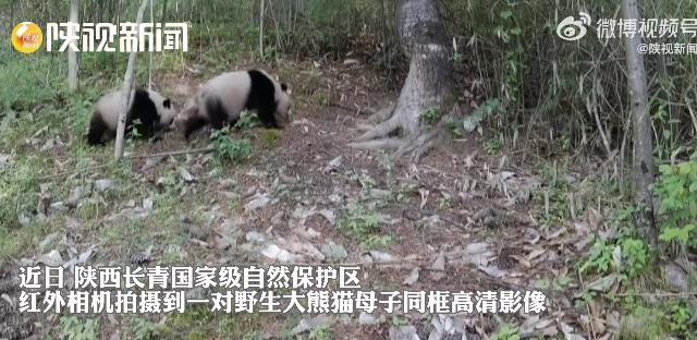 罕见影像！洋县拍到野生大熊猫遛娃高清画面插图1