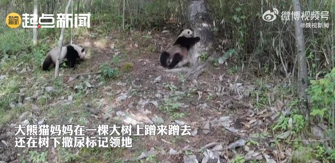 罕见影像！洋县拍到野生大熊猫遛娃高清画面插图2