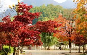 唯有红叶最知秋缩略图