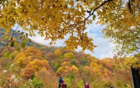 已是红叶最佳观赏期，来~黎坪美景必须安排上……缩略图