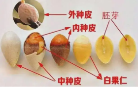 关于银杏果的风险提示缩略图 关于银杏果的风险提示缩略图