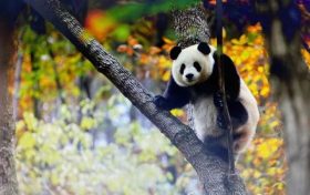 跟着熊猫的脚步，来一场浪漫的赏秋之旅！缩略图