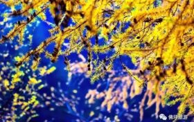 13日到14日陕西再迎降水 早晚气温持续偏低缩略图 13日到14日陕西再迎降水 早晚气温持续偏低缩略图