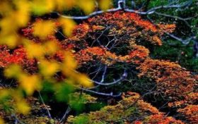 缤纷秋色入画来，一起云赏佛坪绚烂秋景吧！缩略图