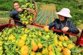 汉台：柑橘成熟季 果农采摘忙缩略图