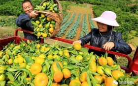 汉台:柑橘成熟季 果农采摘忙缩略图 汉台:柑橘成熟季 果农采摘忙缩略图