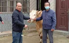 耕牛半夜“离家出走”,有惊无险!缩略图 耕牛半夜“离家出走”,有惊无险!缩略图